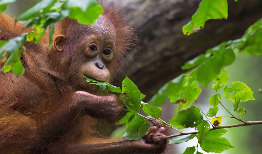 camps_international_borneo_trek_baby_orangutan-1