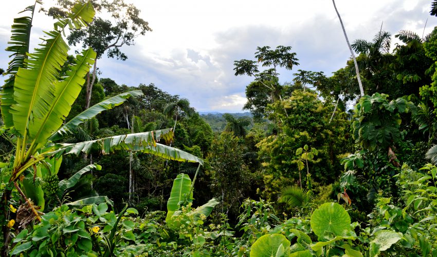 school_expedition_ecuador_galapagos_jungle_view