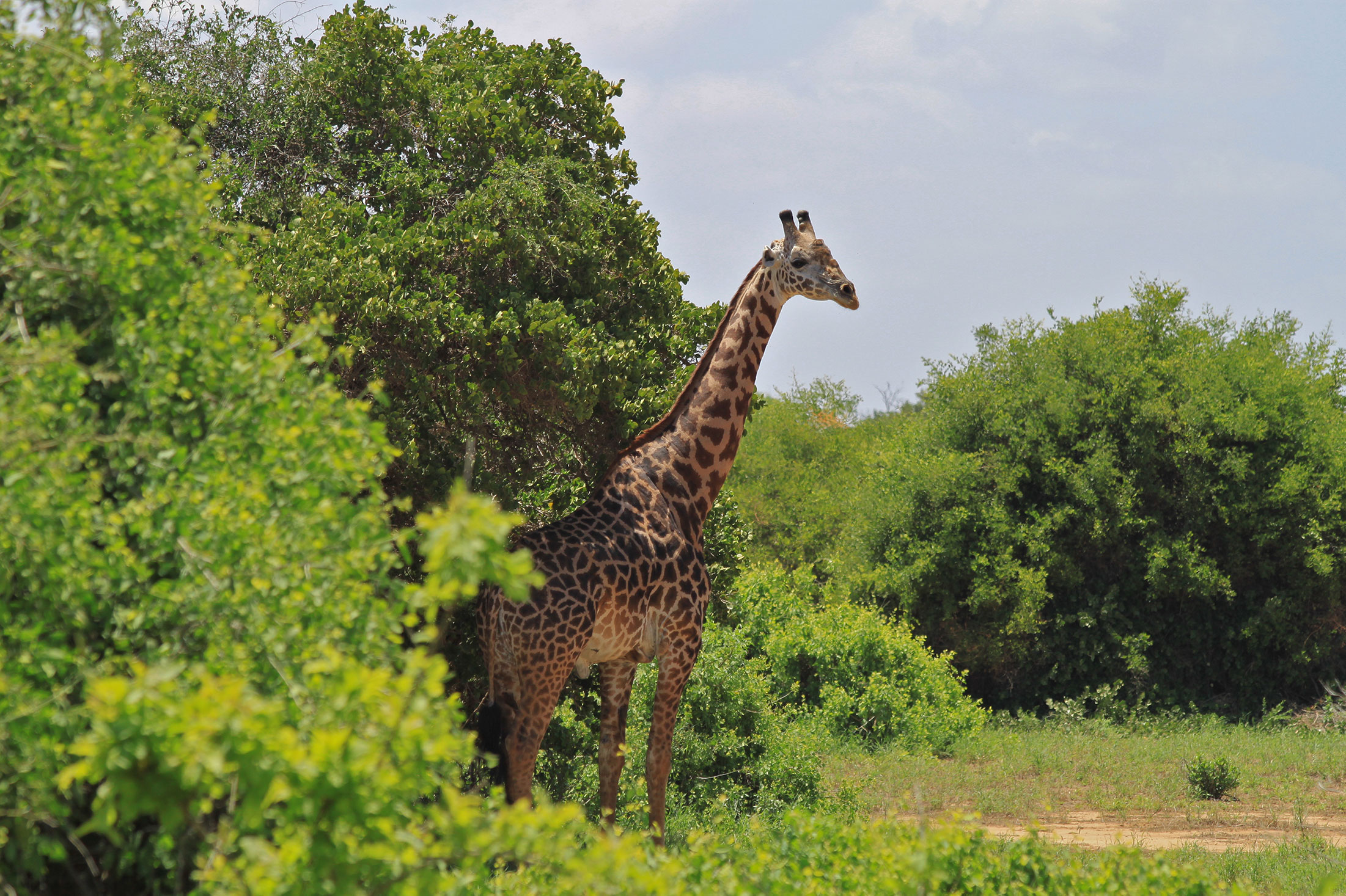 Rich in wildlife, giraffes are just one species you may get to see on this Kenya wildlife student trip.